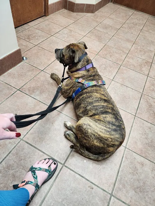 Companion Care Animal Hospital Picture 4