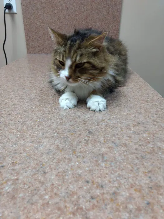 Companion Care Animal Hospital Picture 5
