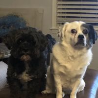 Mike's Mobile Veterinary Service ico