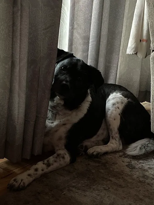 Mike's Mobile Veterinary Service Picture 6