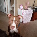 Clayton Animal Hospital