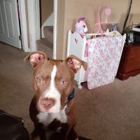 Clayton Animal Hospital ico