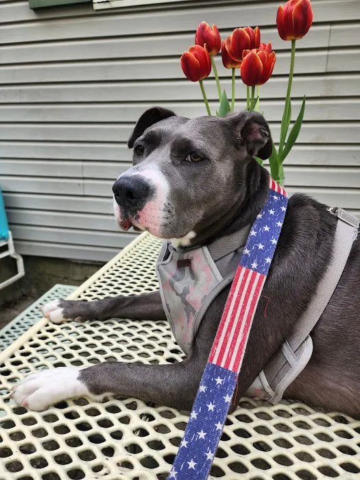 Clayton Animal Hospital Picture 4
