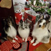 Oakview Veterinary Hospital ico