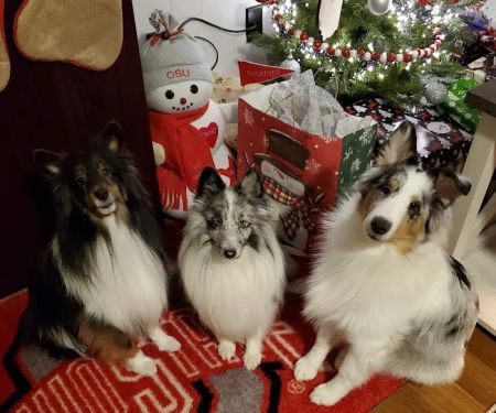 Oakview Veterinary Hospital