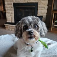 Mile Creek Animal Hospital ico