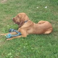 Bruns Animal Clinic, LTD ico