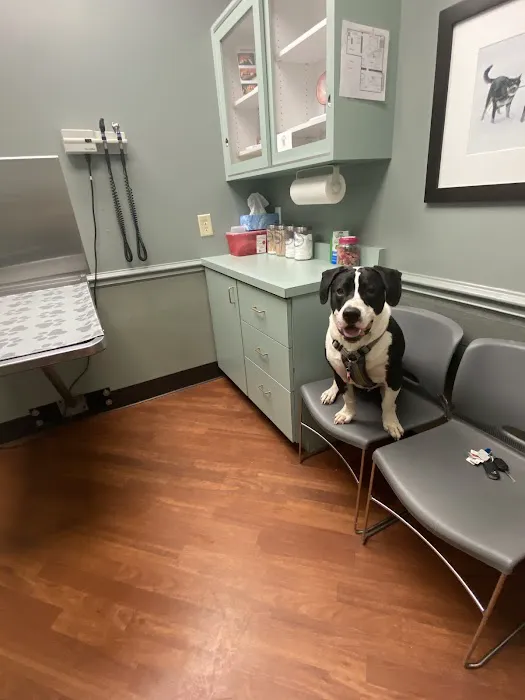 The Animal Hospital on Mt Lookout Square Picture 1
