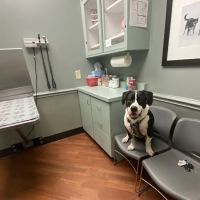 The Animal Hospital on Mt Lookout Square ico