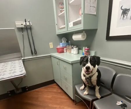 The Animal Hospital on Mt Lookout Square