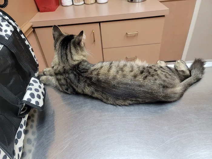 The Animal Hospital on Mt Lookout Square Picture 8
