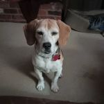 Red Bank Veterinary Hospital