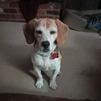 Red Bank Veterinary Hospital ico