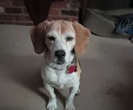Red Bank Veterinary Hospital