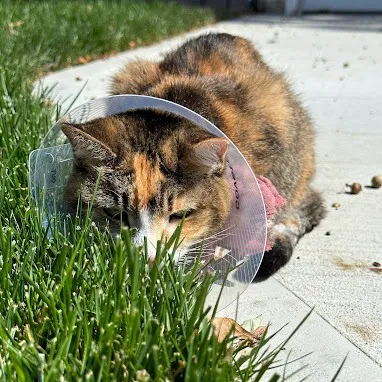 Red Bank Veterinary Hospital Picture 9