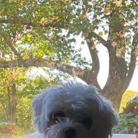 MedVet Medical and Cancer Centerl: Schwartz Susanna DVM ico