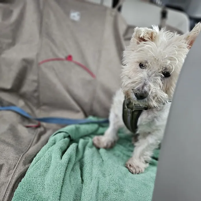 MedVet Cincinnati Picture 3
