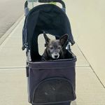 MedVet Cincinnati
