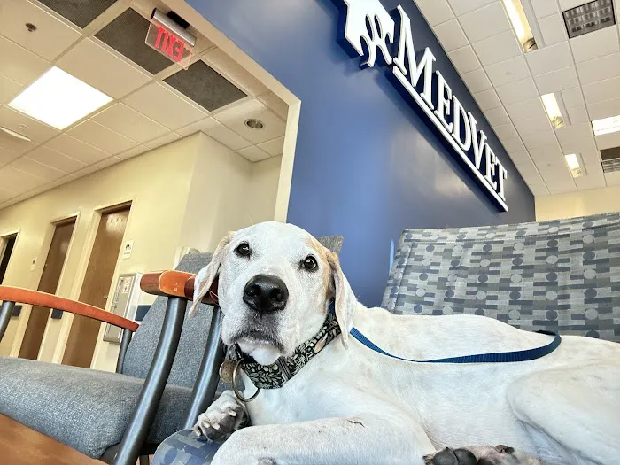MedVet Cincinnati Picture 9