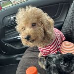 Mariemont Veterinary Clinic