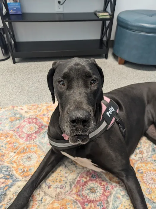 PetVet365 Pet Hospital Cincinnati/Hyde Park Picture 3