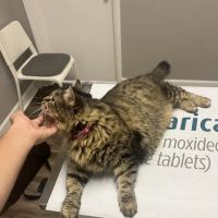 Hyde Park Veterinary Clinic ico