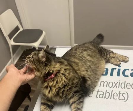 Hyde Park Veterinary Clinic