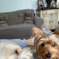 Brookville Animal Hospital ico