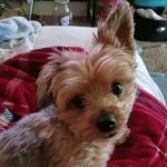 Banfield Pet Hospital