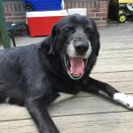 Carey Animal Hospital