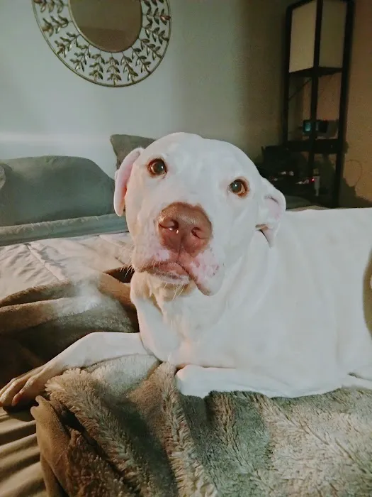 Carey Animal Hospital Picture 2