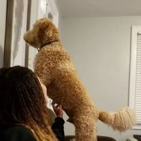 Oakley Square Animal Hospital ico