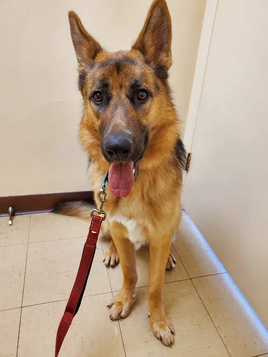 Oakley Square Animal Hospital Picture 6