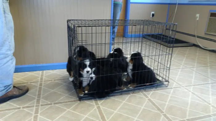 Twin Valley Vet Services, LLC Picture 9
