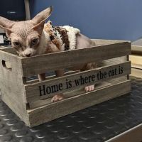 Twin Valley Vet Services, LLC ico