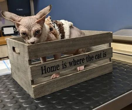 Twin Valley Vet Services, LLC