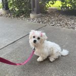 Mt Pleasant Animal Hospital