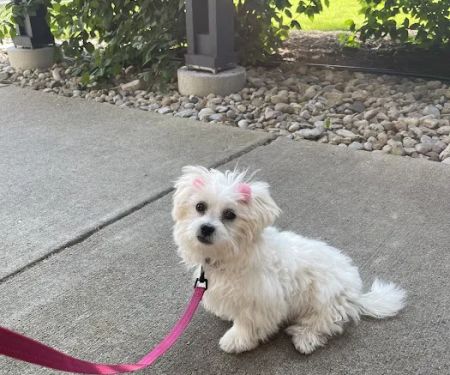 Mt Pleasant Animal Hospital