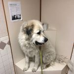 Agri-Pet Veterinary Service