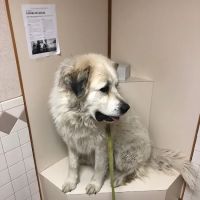 Agri-Pet Veterinary Service ico