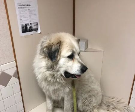 Agri-Pet Veterinary Service