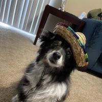 Loop 410 Veterinary Hospital ico