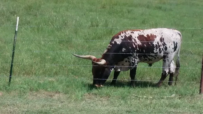 Housecall Veterinarian Picture 1