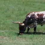 Housecall Veterinarian
