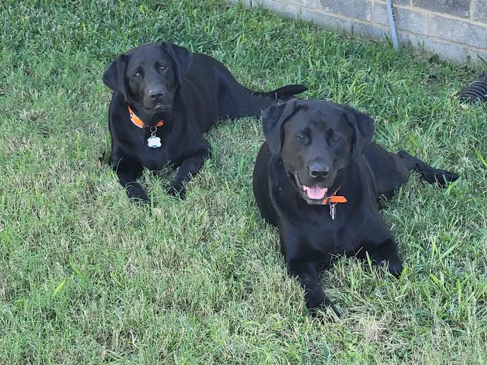 Housecall Veterinarian Picture 4