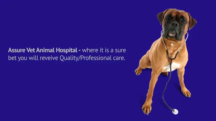 Assure Vet Animal Hospital Picture 7