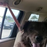 Assure Vet Animal Hospital ico