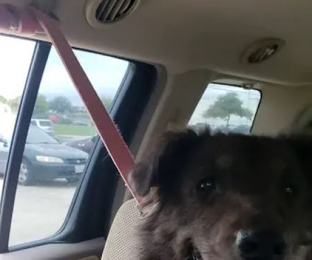 Assure Vet Animal Hospital