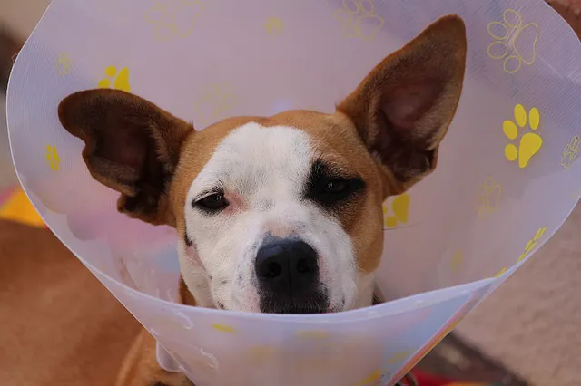 Converse Animal Hospital Picture 6