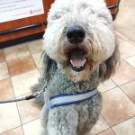 Banfield Pet Hospital